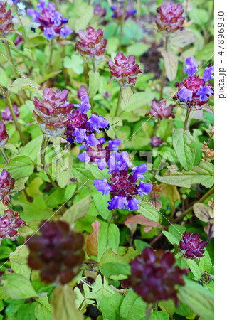 野趣溢れる可愛いウツボグサ 47896930