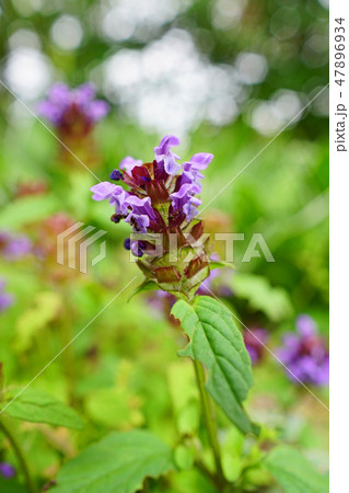 野趣溢れる可愛いウツボグサ 野趣溢れる可愛いウツボグサ 47896934
