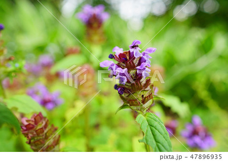 野趣溢れる可愛いウツボグサ 野趣溢れる可愛いウツボグサ 47896935