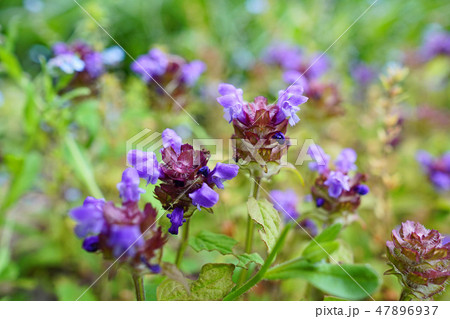 野趣溢れる可愛いウツボグサ 野趣溢れる可愛いウツボグサ 47896937