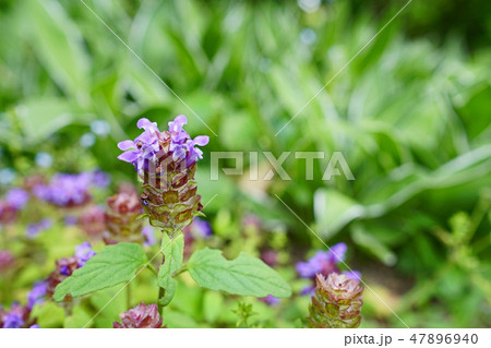 野趣溢れる可愛いウツボグサ 47896940