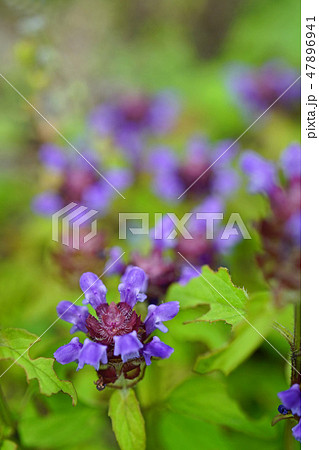 野趣溢れる可愛いウツボグサ 47896941