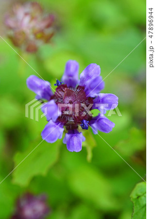 野趣溢れる可愛いウツボグサ 47896944