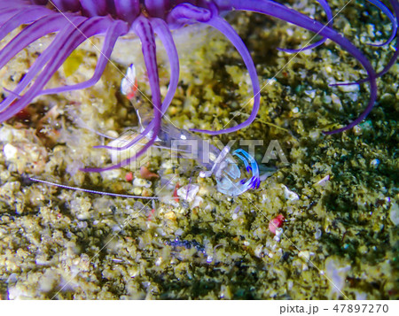 ヒメハナギンチャクの触手の間から様子を窺うオドリカクレエビ ヒメハナギンチャクの触手の間から様子を窺うオドリカクレエビ 47897270