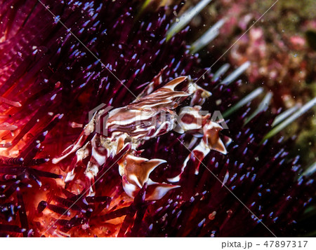 イイジマフクロウにの毒針に守られて安全を確保するゼブラガニ 47897317