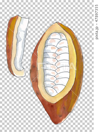 Cacao hand-drawn illustrations 47897355