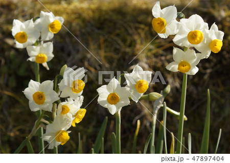 スイセン　花びら　白色 47897404