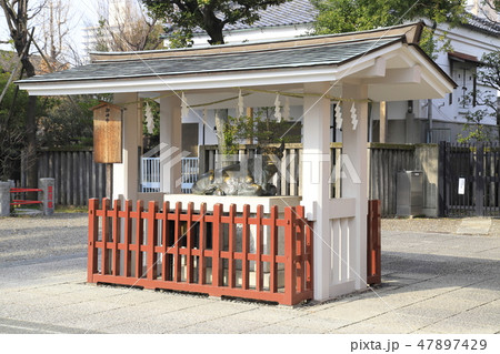 春の亀戸天神　神牛（しんぎゅう）　東京都江東区 47897429