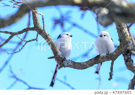 白い妖精　シマエナガ　恋人 47897805