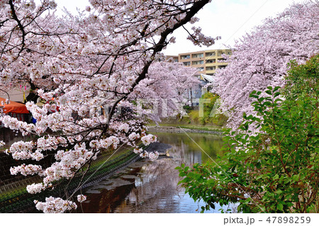 満開の大岡川桜 47898259