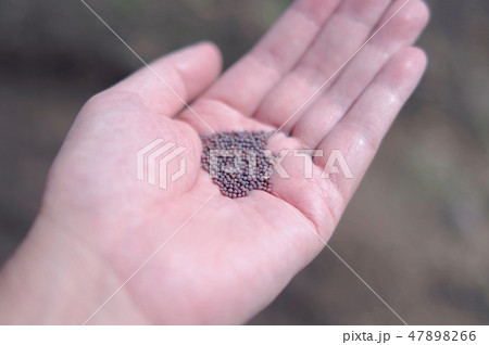 小蕪の種蒔き 小蕪の種蒔き 47898266