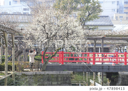 春の亀戸天神　心字池と平橋　東京都江東区 47898413