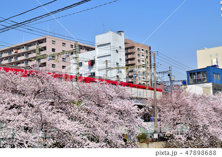 満開の大岡川桜 満開の大岡川桜 47898688