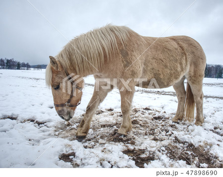 White muddy horse  in fresh snow will rolling. 47898690