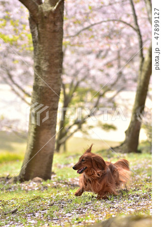 ミニチュアダックスフンドと桜 ミニチュアダックスフンドと桜 47899127