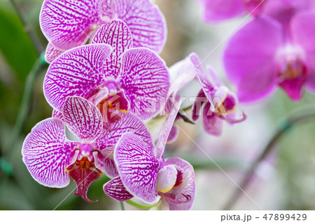 Orchid flower in orchid garden at winter spring. 47899429