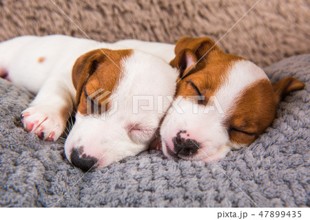Two puppies Jack Russell Terrier dogs on the gray background. 47899435