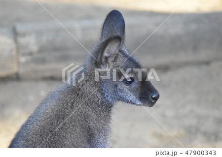 ワラビー 47900343