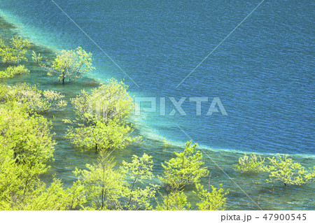 新緑の奥四万湖 新緑の奥四万湖 47900545