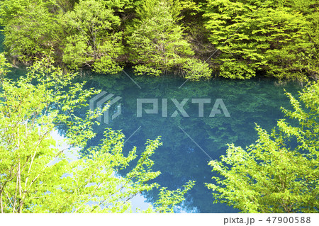 新緑の奥四万湖 47900588