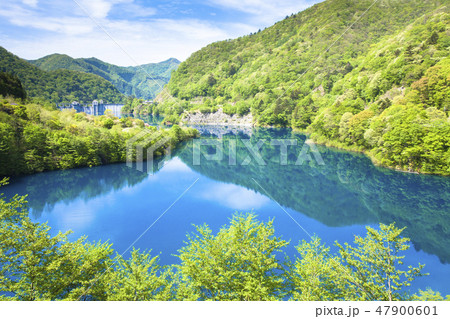 新緑の奥四万湖 新緑の奥四万湖 47900601
