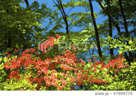 新緑の奥四万湖 新緑の奥四万湖 47900770