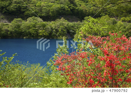 新緑の奥四万湖 47900792