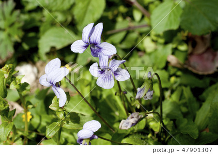 リュウキュウコスミレ リュウキュウコスミレ 47901307