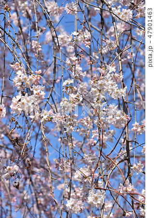シダレザクラ（枝垂れ桜） 47901463
