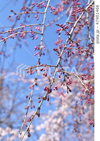 シダレザクラ（枝垂れ桜） 47901466