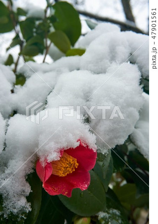 千葉県 雪椿 ユキツバキ 千葉県 雪椿 ユキツバキ 47901561