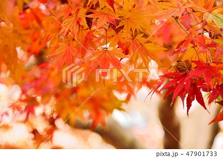 モミジの紅葉 モミジの紅葉 47901733