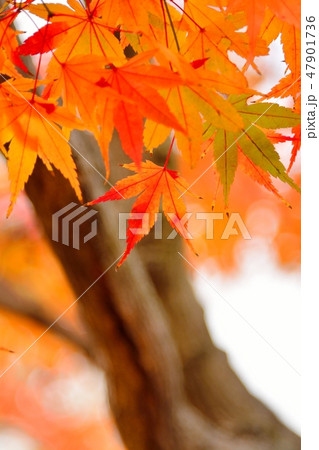 モミジの紅葉 47901736