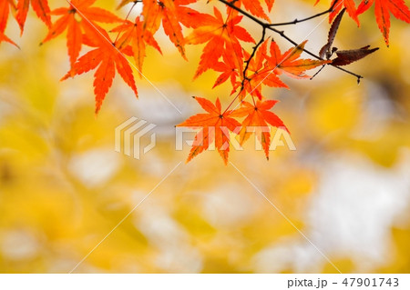 モミジの紅葉 47901743