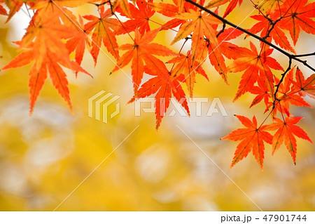 モミジの紅葉 モミジの紅葉 47901744