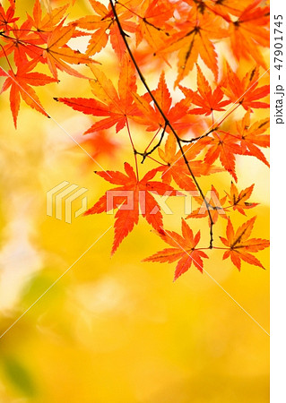 モミジの紅葉 47901745