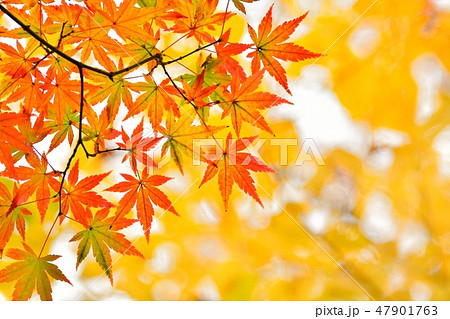 モミジの紅葉 モミジの紅葉 47901763