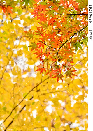 モミジの紅葉 モミジの紅葉 47901765