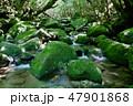 屋久島 47901868