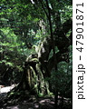 屋久島の森 47901871