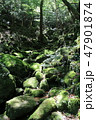 屋久島の森 47901874