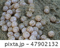 ウミガメの卵 47902132