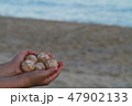 ウミガメの卵 47902133