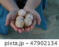 ウミガメの卵 47902134