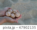 ウミガメの卵 47902135