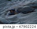 ウミガメの産卵 47902224