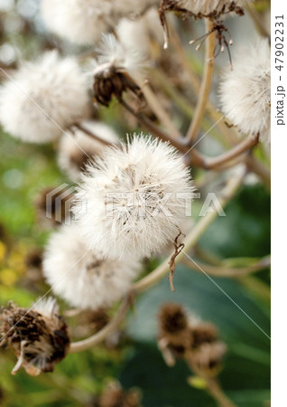 ツワブキの綿毛 47902231