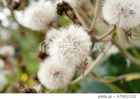 ツワブキの綿毛 47902232