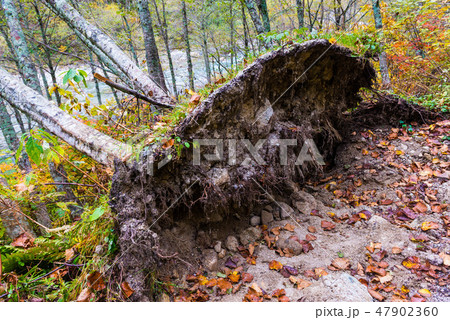 下ノ廊下 登山道 下ノ廊下 登山道 47902360