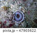 砂地の海底に触手を広げるシマキッカイソギンチャク 47903622